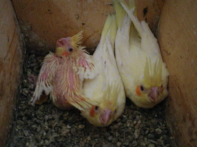 mládě.3